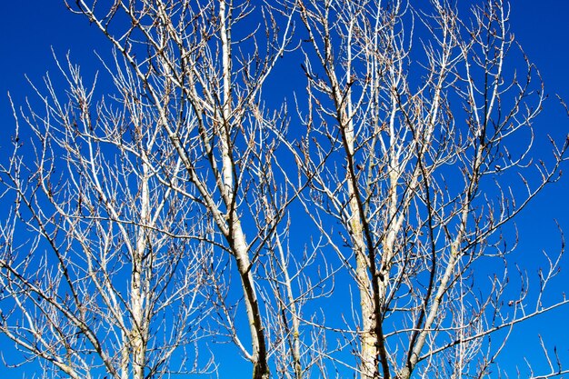 Photo vue à faible angle de l'arbre nu contre le ciel bleu