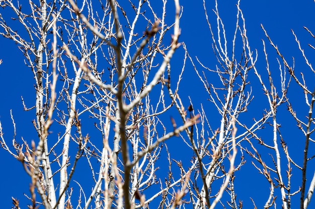 Photo vue à faible angle de l'arbre nu contre le ciel bleu