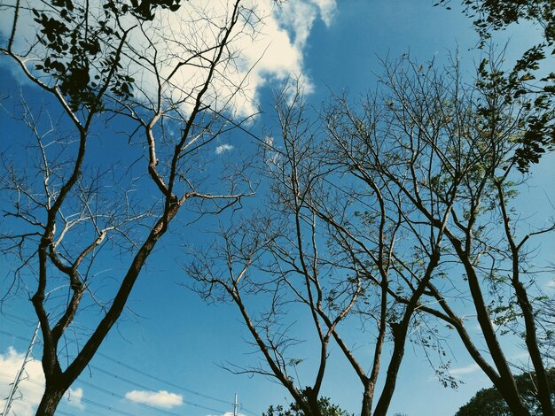 Vue à faible angle de l'arbre nu contre le ciel bleu