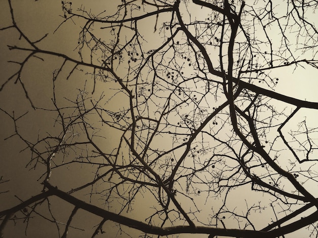 Vue à faible angle de l'arbre nu de la silhouette contre le ciel.