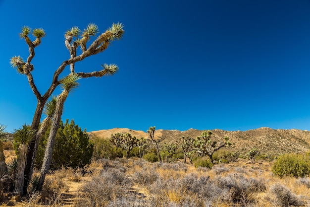 Vue à faible angle des arbres sur un ciel bleu clair