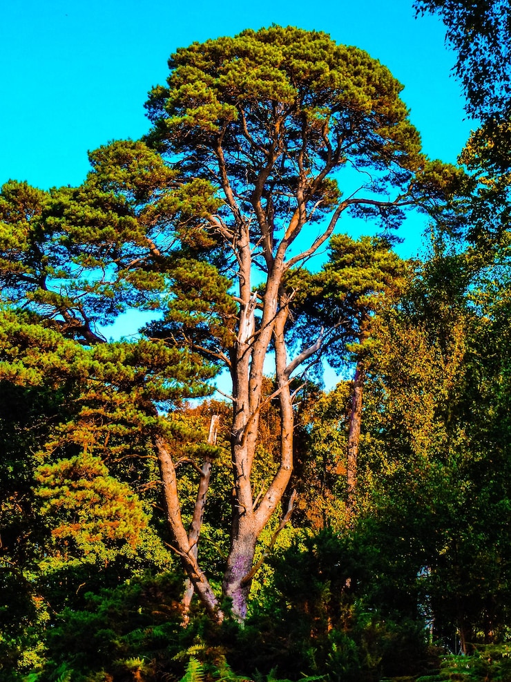 Photo vue à faible angle des arbres sur un ciel dégagé