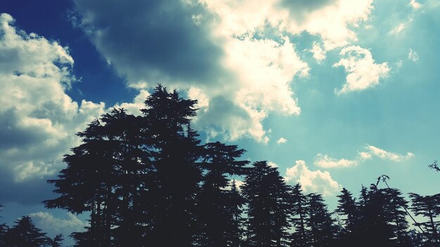 Photo vue à faible angle des arbres sur un ciel nuageux