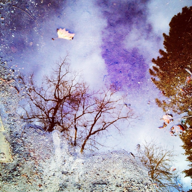 Photo vue à faible angle des arbres sur un ciel nuageux