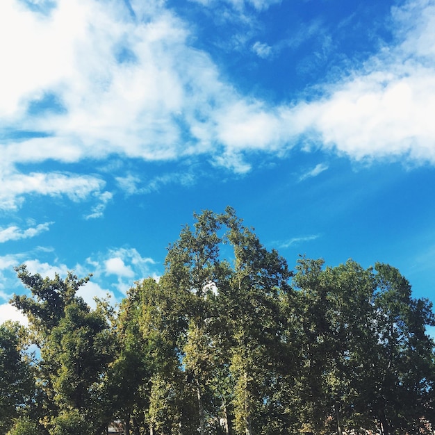 Photo vue à faible angle des arbres contre le ciel bleu