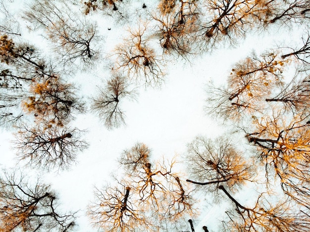 Photo vue à faible angle des arbres contre le ciel en hiver