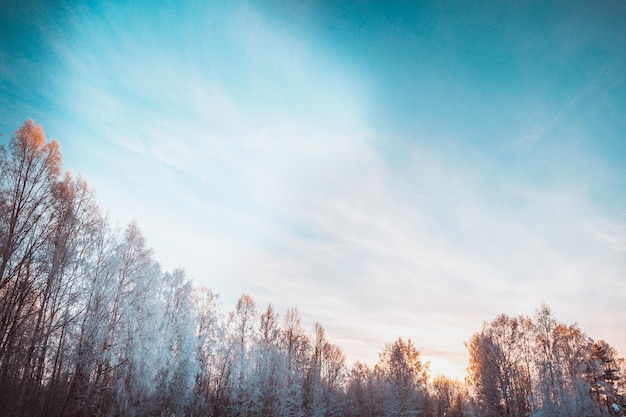 Photo vue à faible angle des arbres contre le ciel en hiver