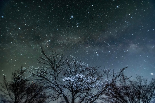 Photo vue à faible angle des arbres contre le ciel la nuit