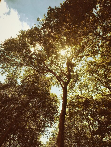 Photo vue à faible angle des arbres contre le ciel par une journée ensoleillée dans la forêt