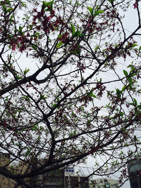 Photo vue à faible angle des arbres contre le ciel