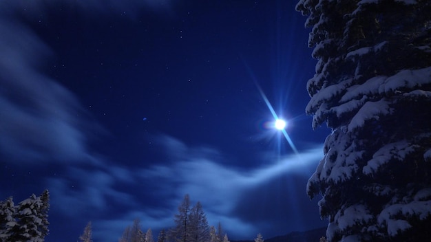 Photo vue à faible angle des arbres couverts de neige contre le ciel la nuit