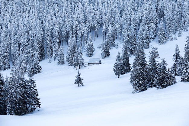 Vue à faible angle des arbres couverts de neige sur la montagne