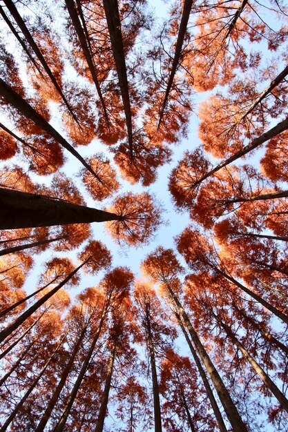 Vue à faible angle des arbres dans la forêt contre le ciel en automne