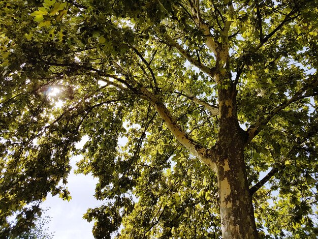 Photo vue à faible angle des arbres dans la forêt contre le ciel