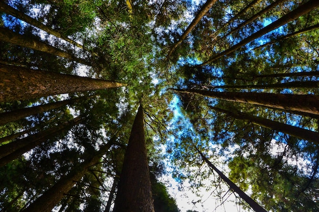 Photo vue à faible angle des arbres dans la forêt contre le ciel