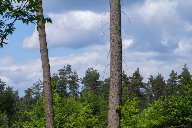 Vue à faible angle des arbres dans la forêt contre le ciel