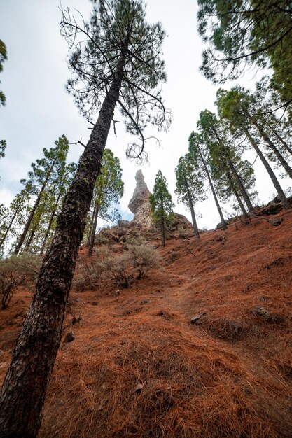 Photo vue à faible angle des arbres dans la forêt contre le ciel