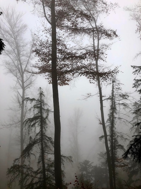 Photo vue à faible angle des arbres dans la forêt contre le ciel