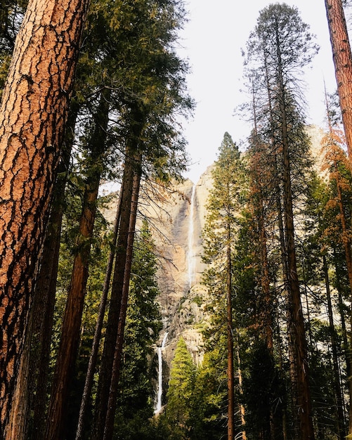 Vue à faible angle des arbres dans la forêt contre le ciel