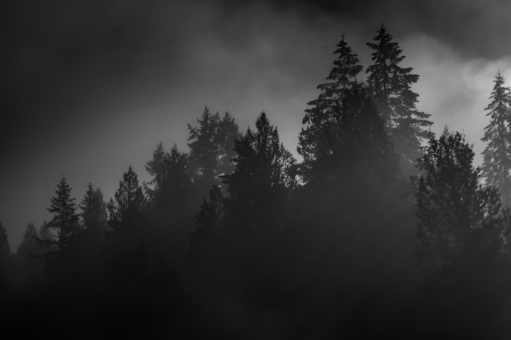 Photo vue à faible angle des arbres dans la forêt contre le ciel
