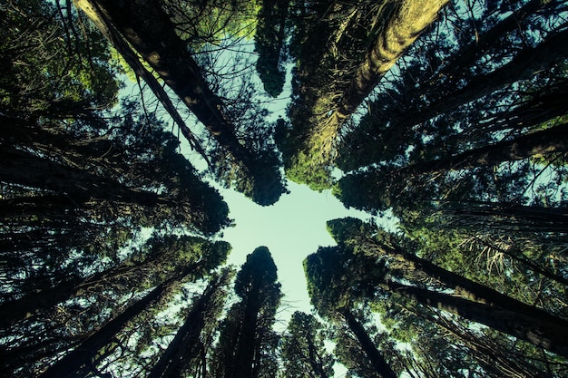 Vue à faible angle des arbres dans la forêt