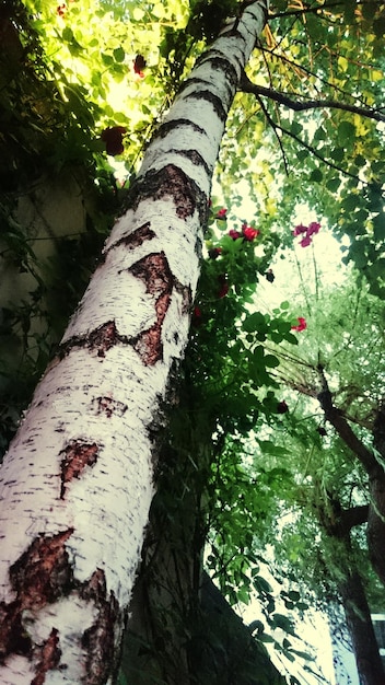 Photo vue à faible angle des arbres dans la forêt