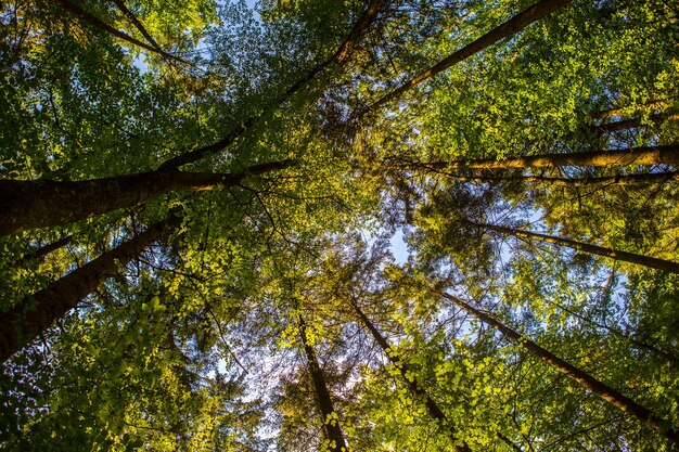 Photo vue à faible angle des arbres dans la forêt