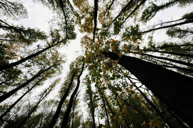 Vue à faible angle des arbres dans la forêt