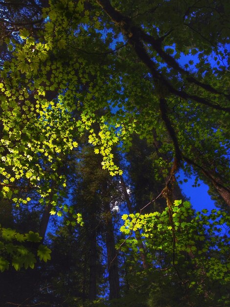 Photo vue à faible angle des arbres dans la forêt