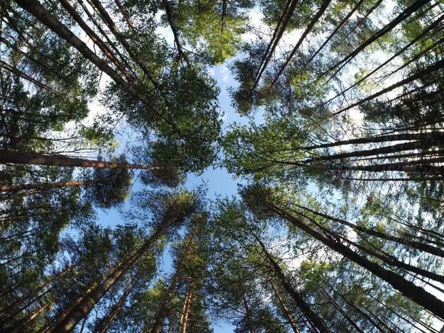 Photo vue à faible angle des arbres dans la forêt