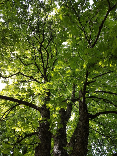 Photo vue à faible angle des arbres dans la forêt
