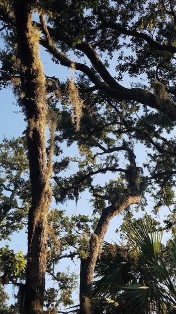 Vue à faible angle des arbres dans la forêt