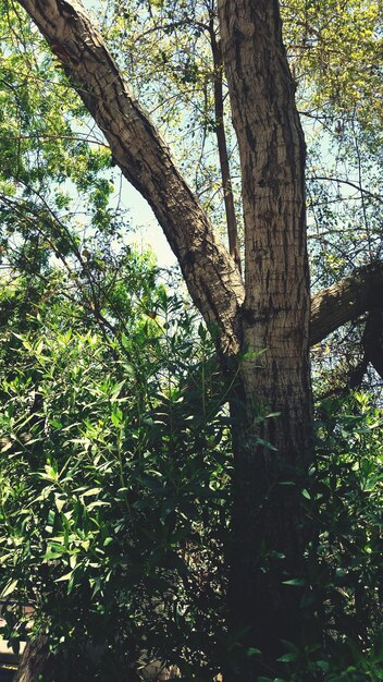 Photo vue à faible angle des arbres dans la forêt