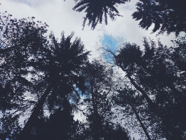 Vue à faible angle des arbres dans la forêt