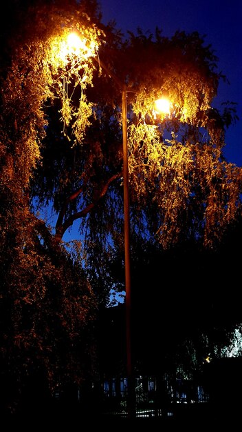 Photo vue à faible angle des arbres éclairés contre le ciel la nuit