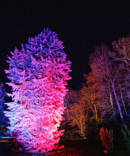 Photo vue à faible angle des arbres éclairés contre le ciel la nuit