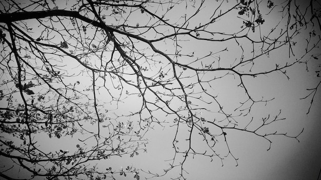 Vue à faible angle des arbres nus contre le ciel