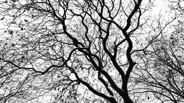 Vue à faible angle des arbres nus contre le ciel