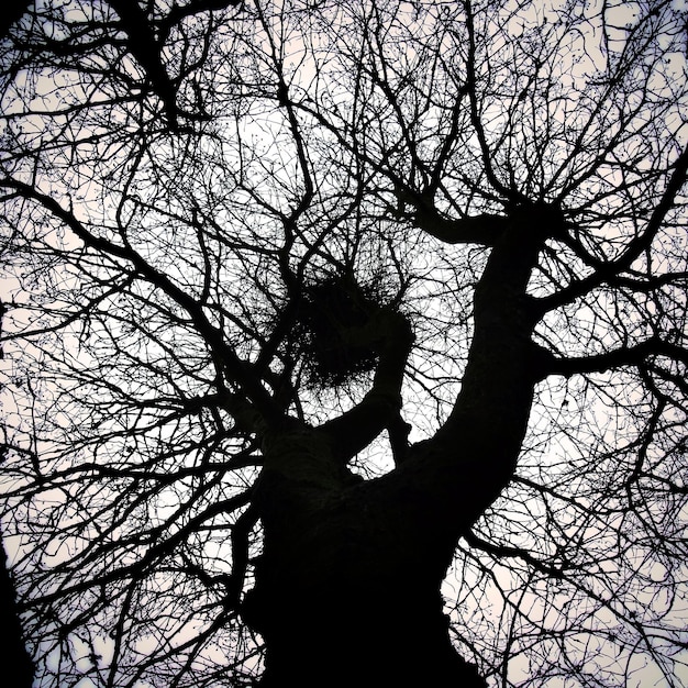 Vue à faible angle des arbres nus contre le ciel