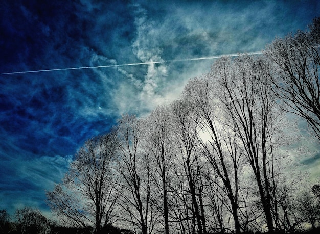 Vue à faible angle des arbres nus contre le ciel