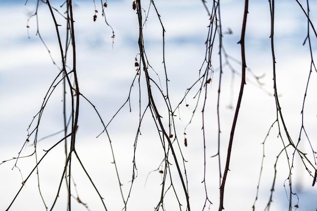 Vue à faible angle des arbres nus contre le ciel