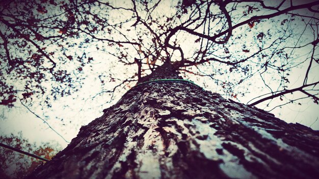 Photo vue à faible angle des arbres nus contre le ciel