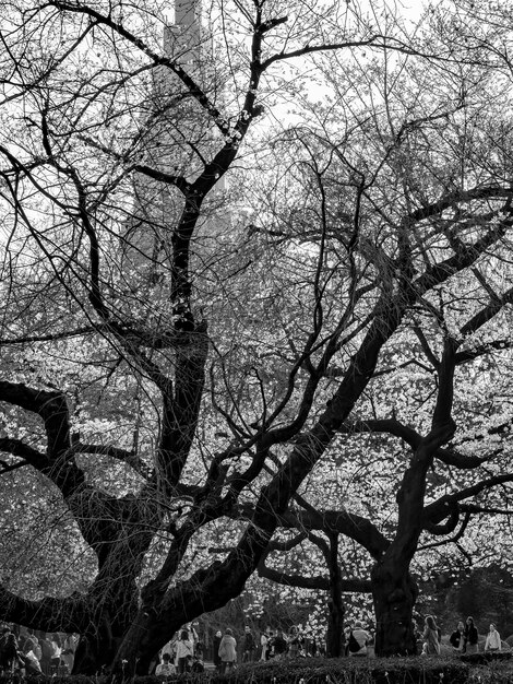 Photo vue à faible angle des arbres nus dans la forêt