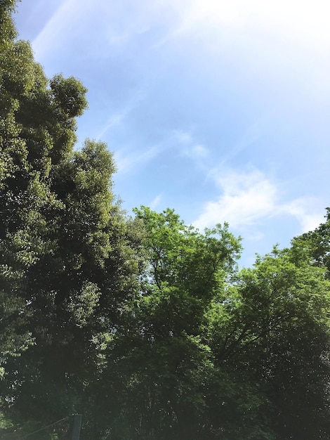 Vue à faible angle des arbres poussant contre le ciel pendant une journée ensoleillée