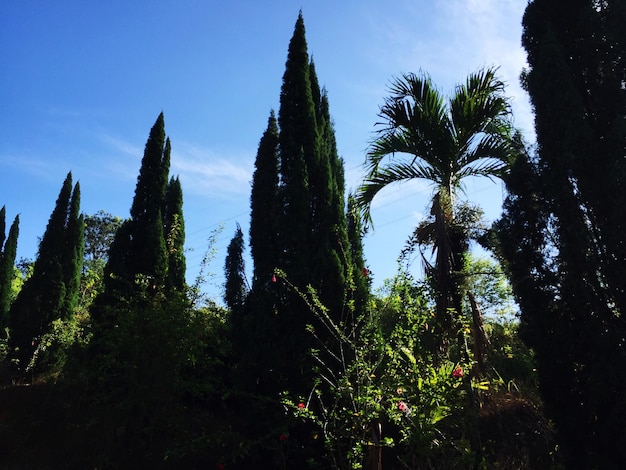 Vue à faible angle des arbres qui poussent contre le ciel