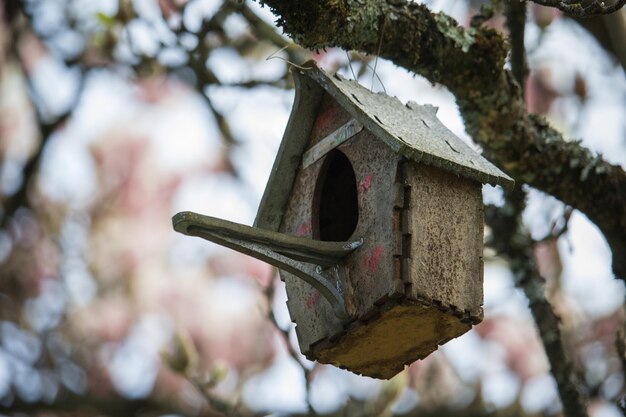 Photo vue à faible angle de la cabane d'oiseau sur l'arbre