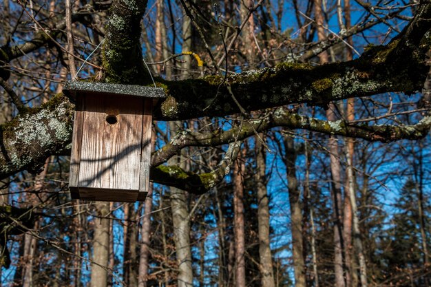 Photo vue à faible angle de la cabane d'oiseau sur l'arbre