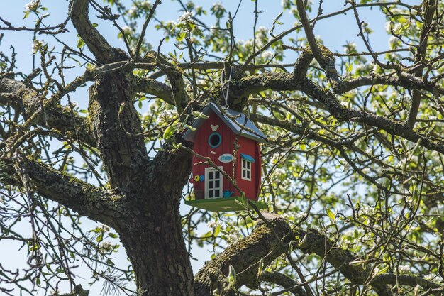 Photo vue à faible angle de la cabane d'oiseau suspendue à un arbre