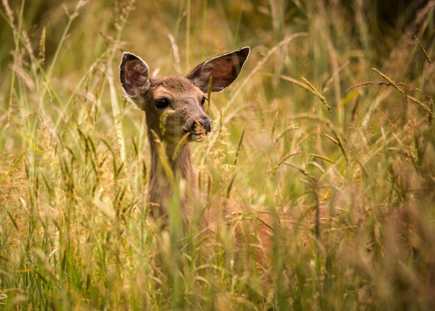 Photo vue à faible angle de cerfs dans un champ herbeux.