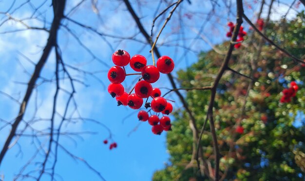 Photo vue à faible angle des cerises poussant sur l'arbre contre le ciel